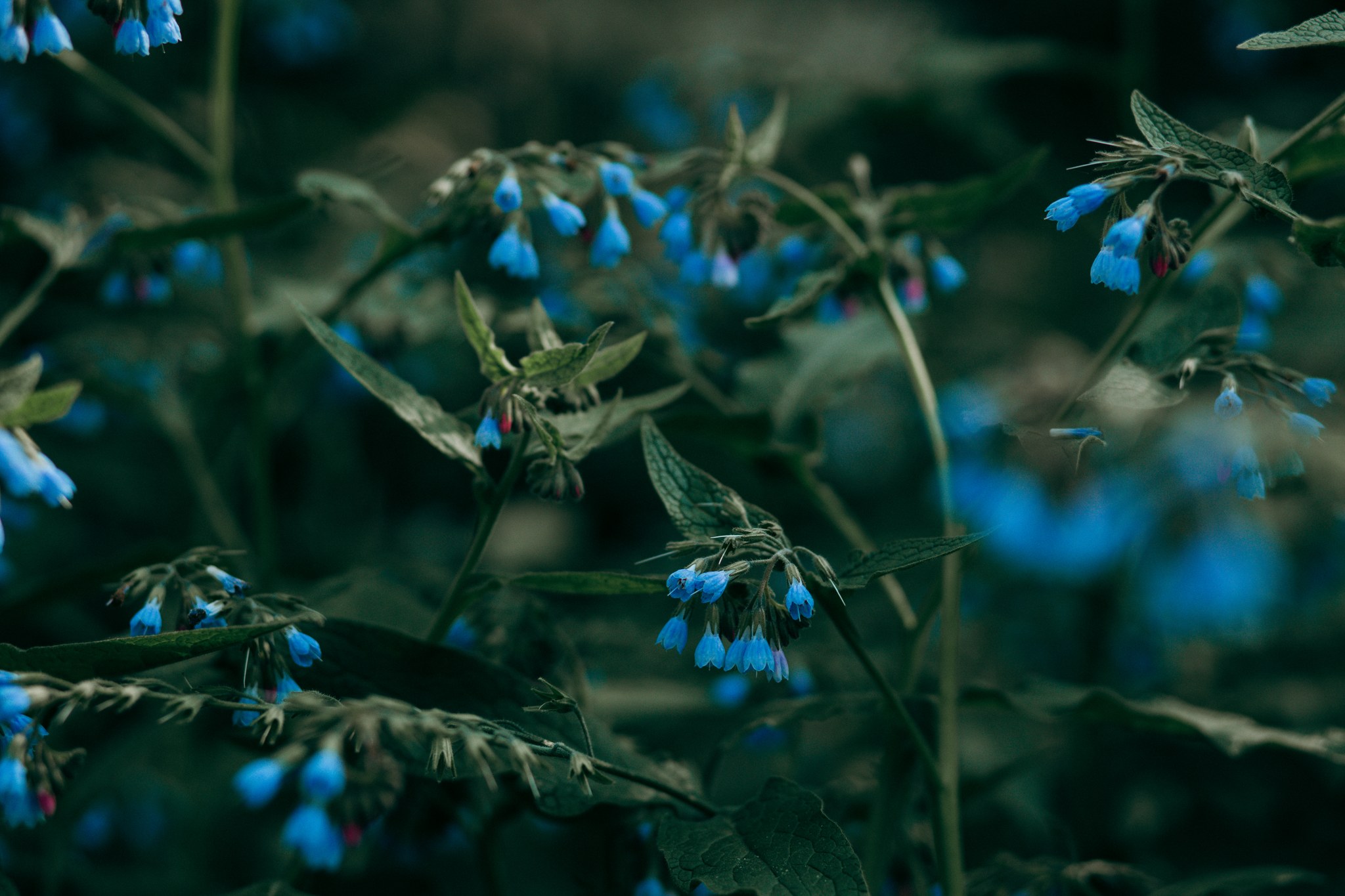 Blaue hängende Blüten vor einem dunklen grünen Hintergrund