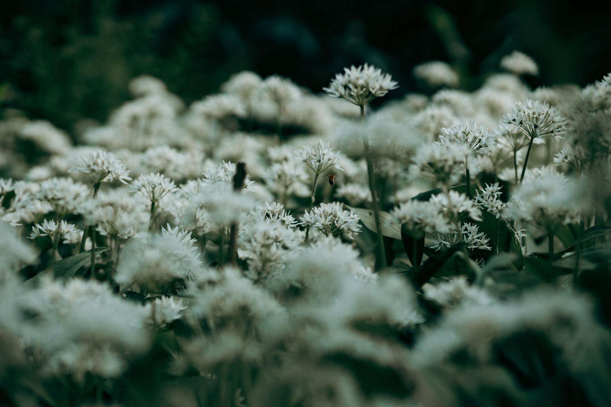 Viele feine weiße Blüten über einer grünen Fläche