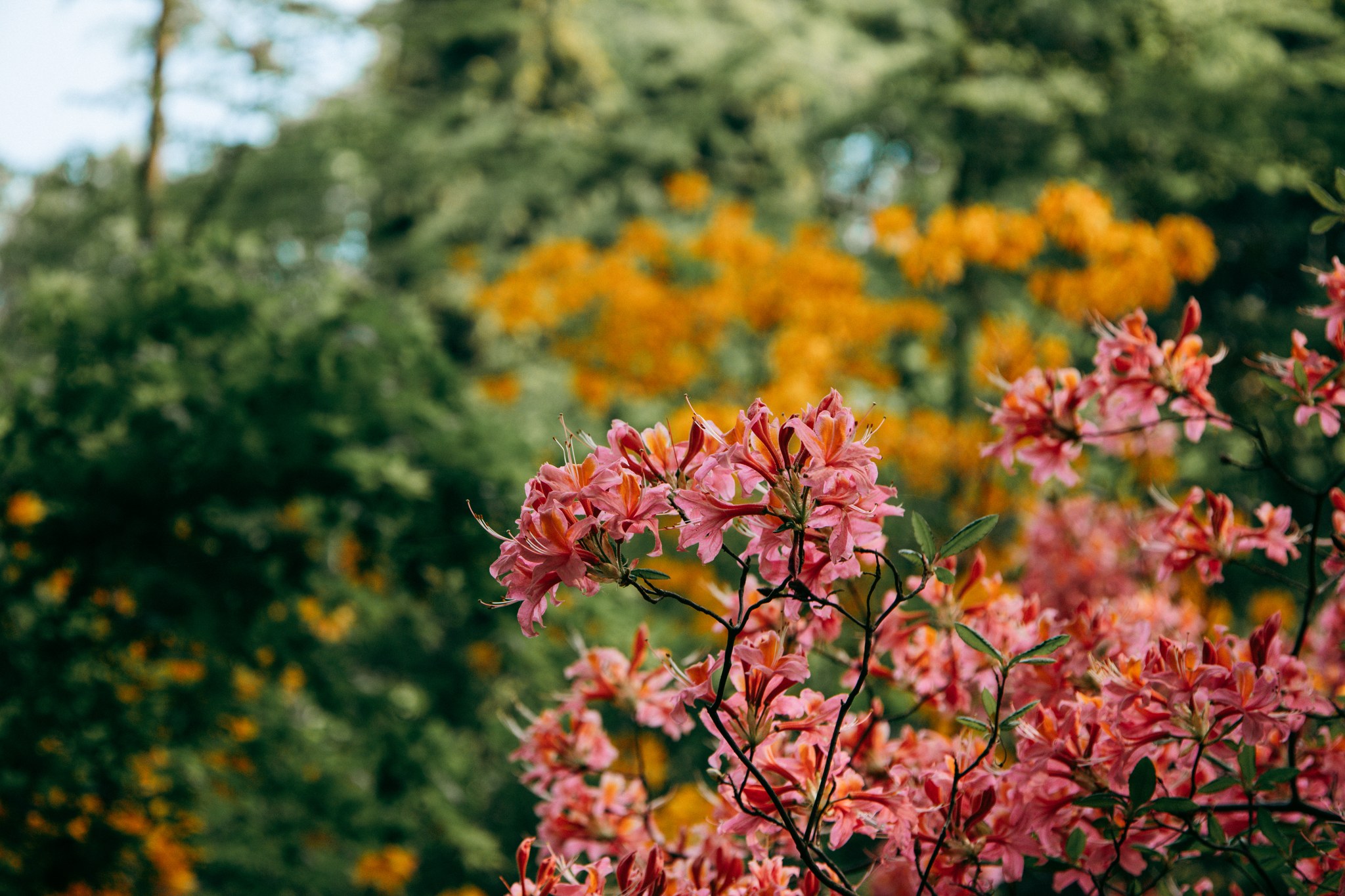 Rosa Blüten vor leuchtend orangefarbenen Blüten im Hintergrund