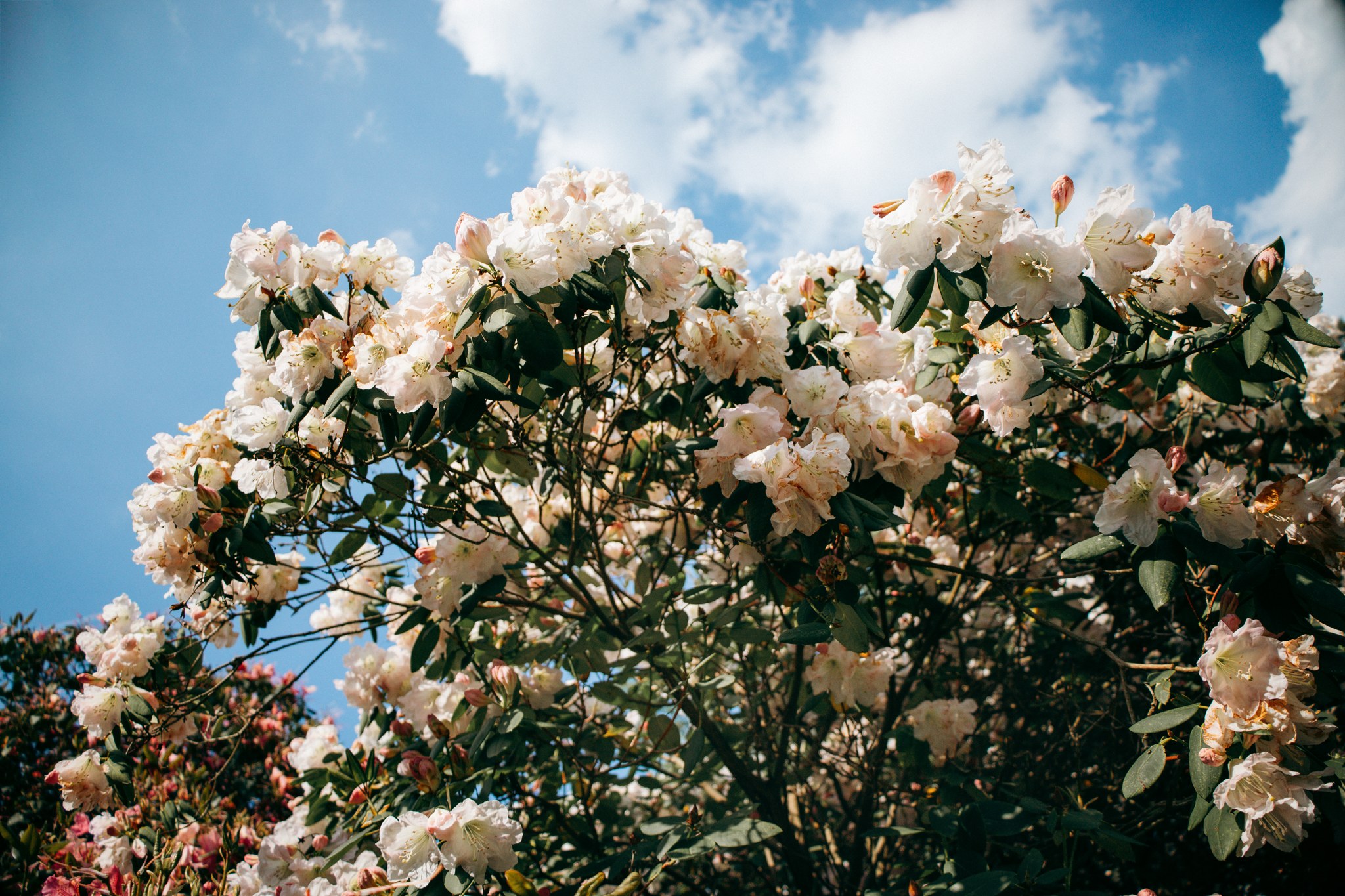 Hoher cremefarben blühender Rhododendron vor dem Maihimmel