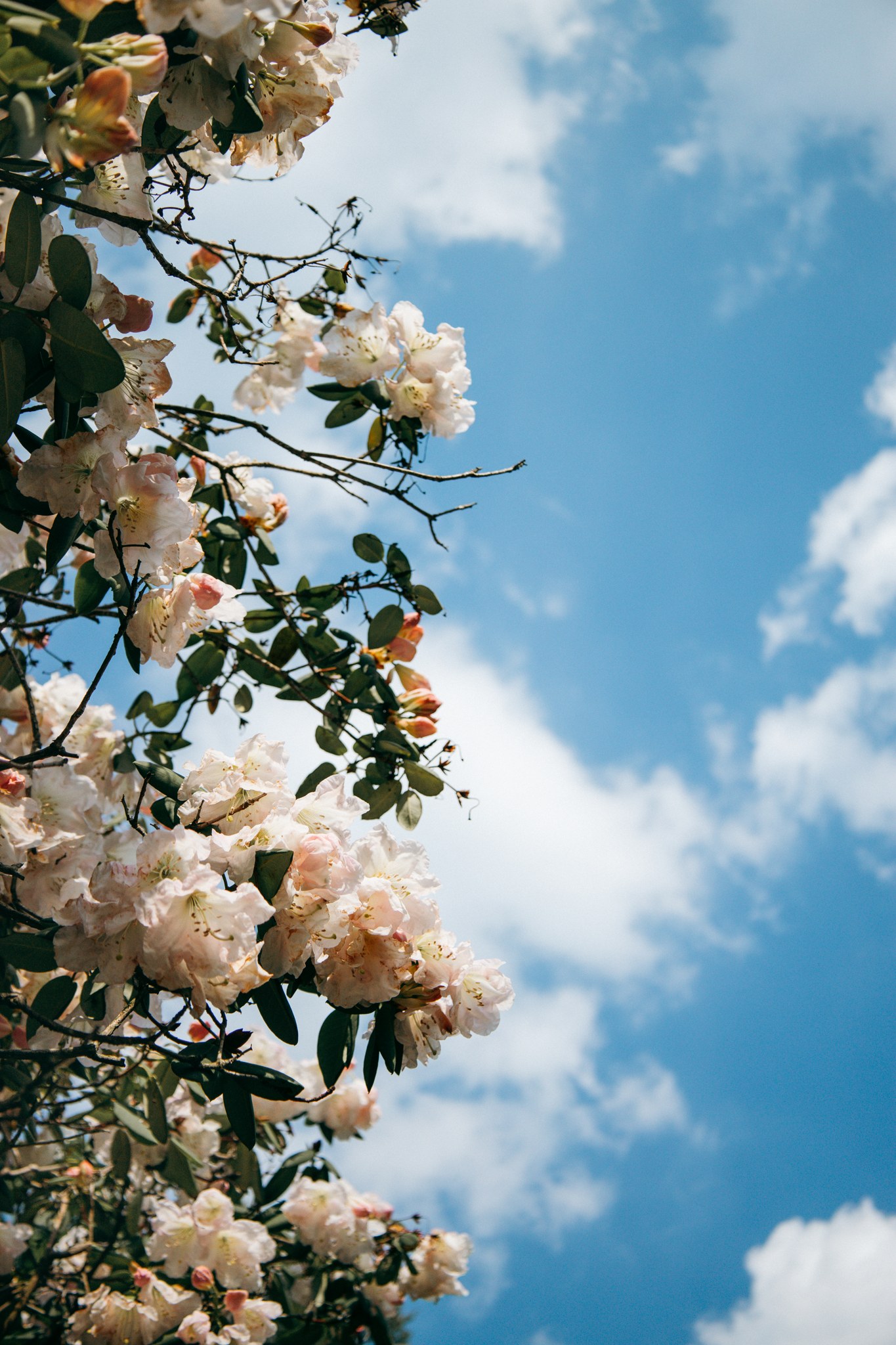 Helle Rhododendronblüten vor blauem Himmel und weißen Wolken