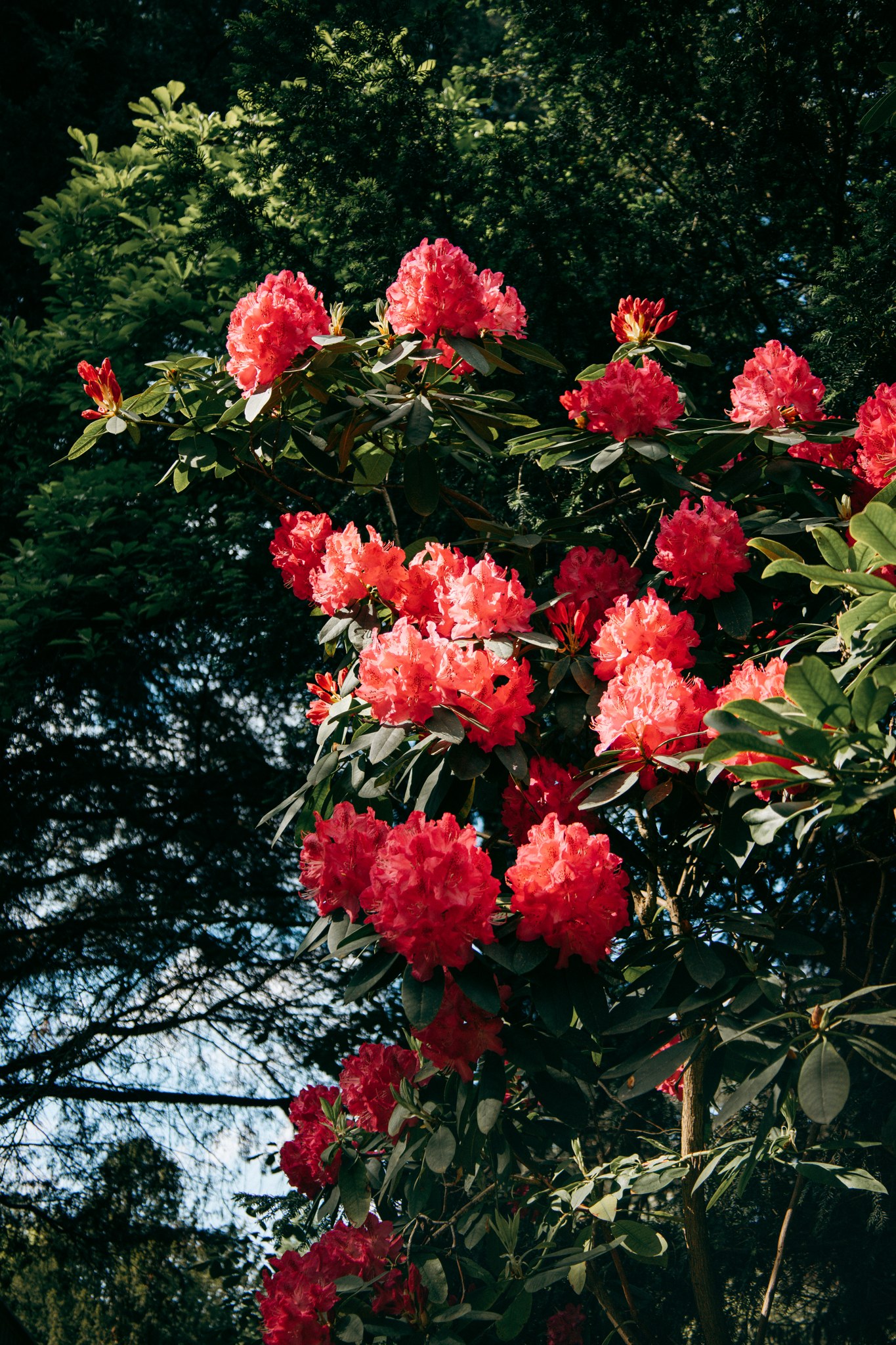 Leuchtend rote Rhododendronblüten an hohen Zweigen vor Bäumen und Himmel