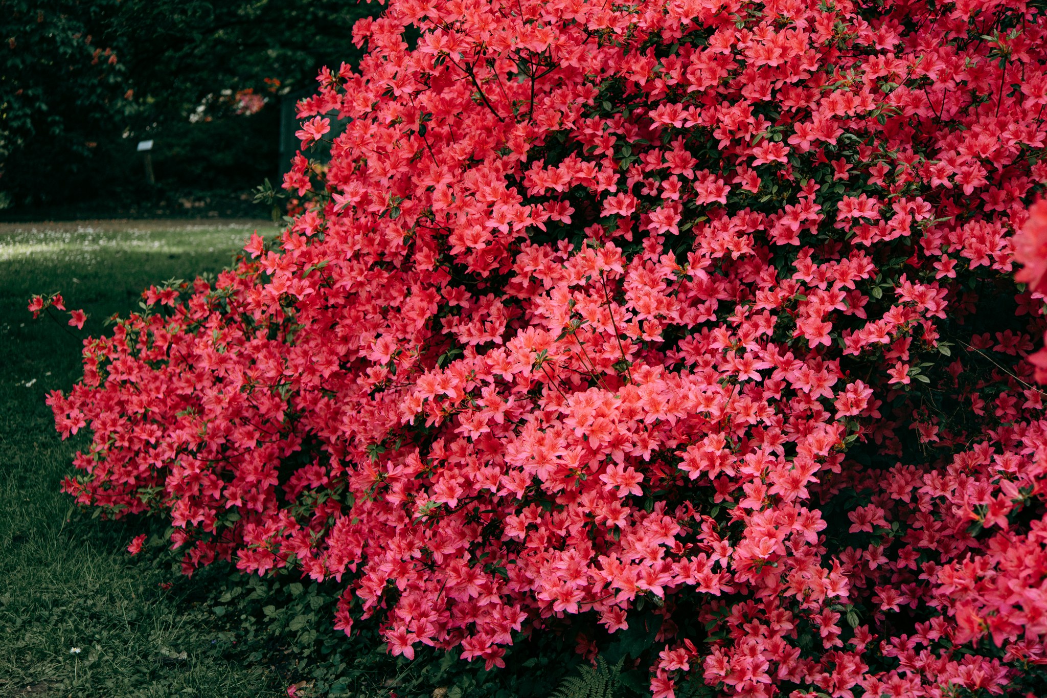 Dicht mit roten Blüten bedeckter Strauch im Rombergpark