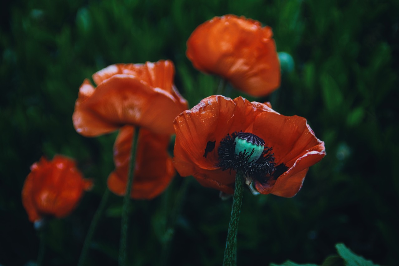 Mehrere rote Mohnblüten vor dunklem Grün im Querformat.