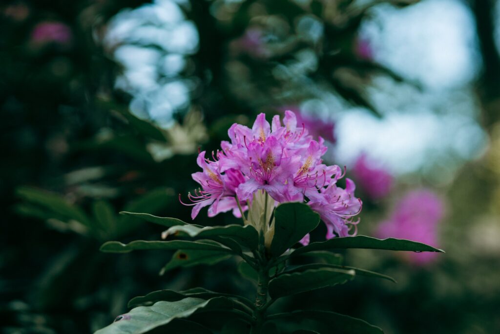 Violette Rhododendronblüten vor einem dunklen unscharfen Waldhintergrund