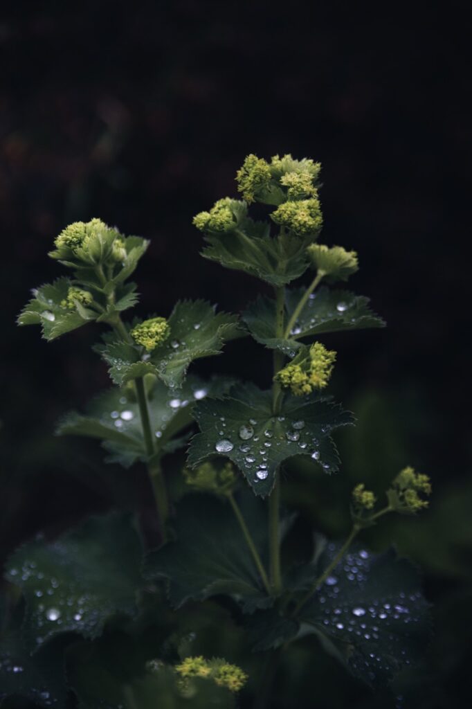 Wassertropfen auf grünen Blättern mit kleinen gelbgrünen Blüten
