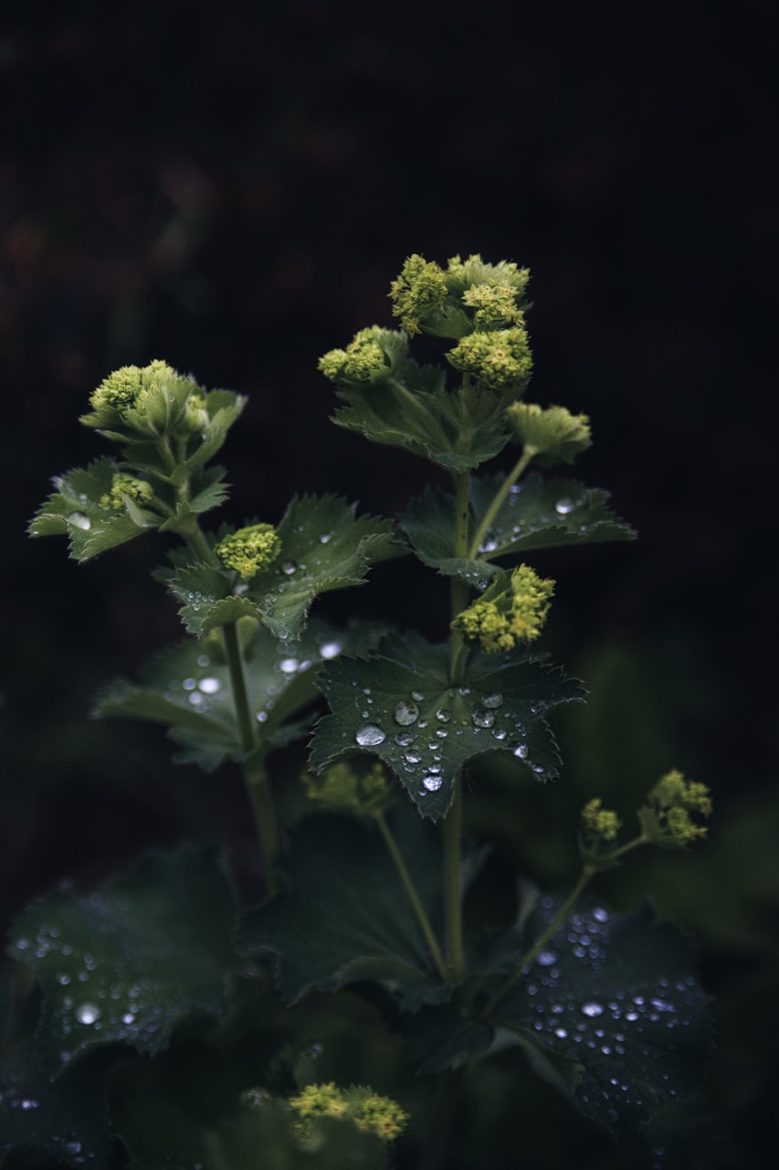 Wassertropfen auf den Blättern einer grünen Pflanze vor dunklem Hintergrund.