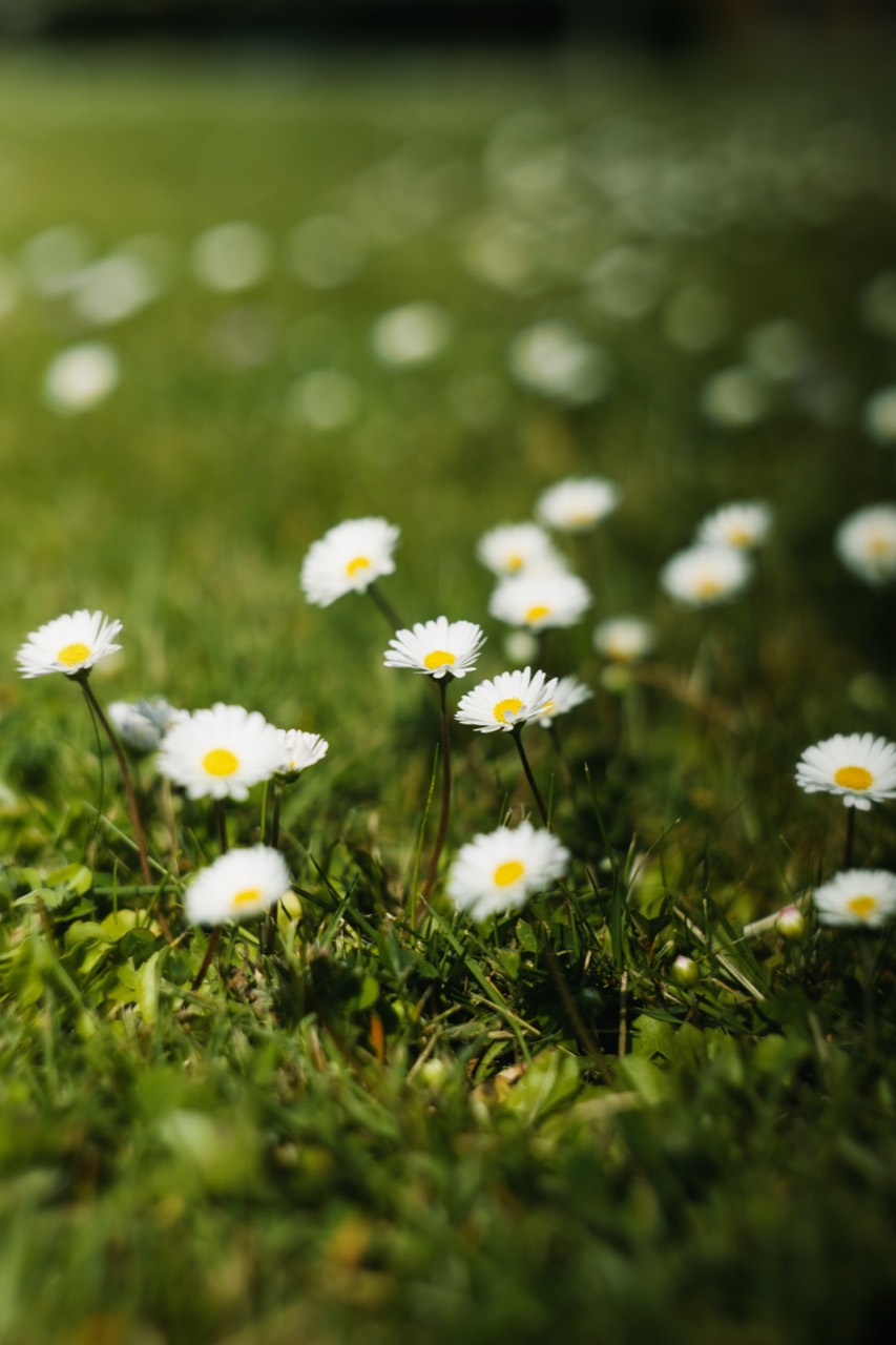 Weiße Wiesenblüten zwischen Gräsern und hellen Lichtpunkten.
