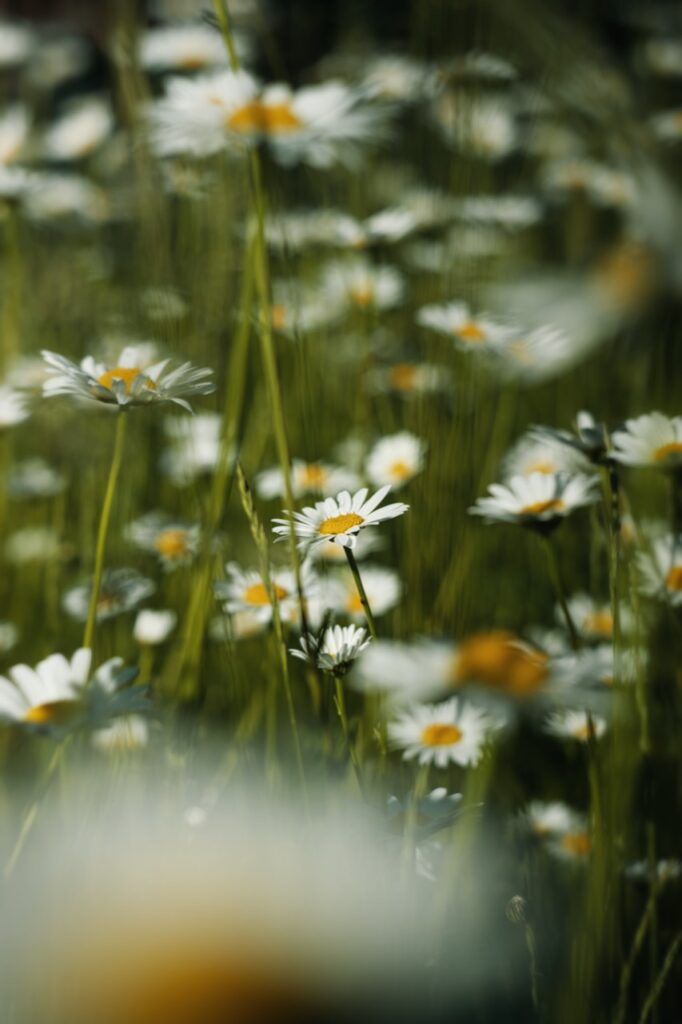 Weiße Blüten in einer Wiese mit einer großen unscharfen Blüte im Vordergrund