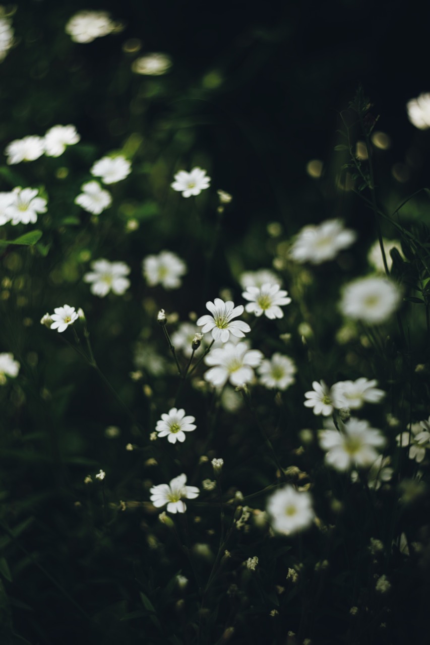 Weiße Blüten verteilen sich in scharfen und unscharfen Ebenen vor dunklem Grün.